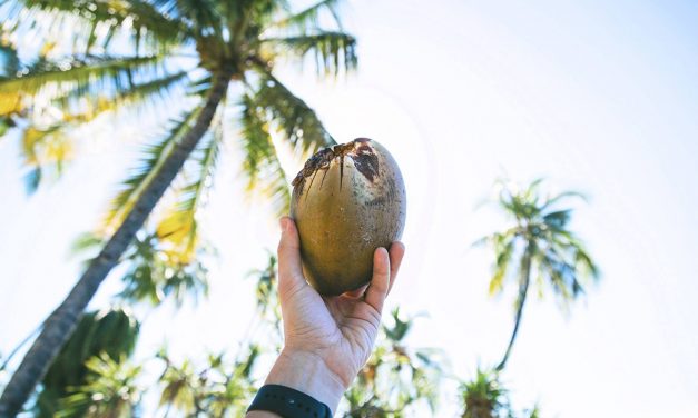 Kokosöl – so vielseitig und gesund